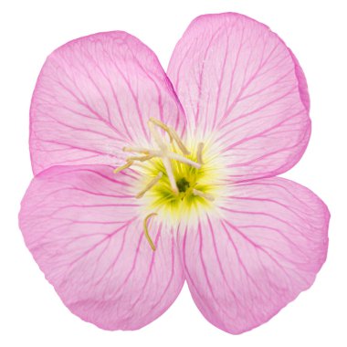 Pembe Akşam Çiçeği, lattır. Oenothera, beyaz arka planda izole