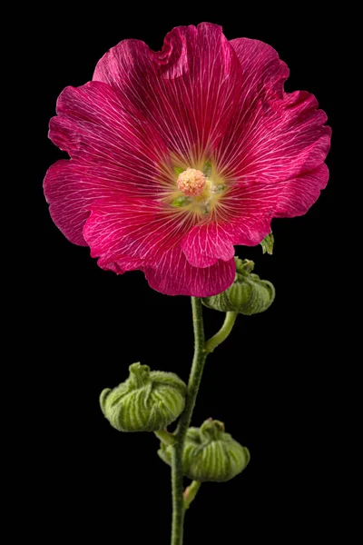 Czerwony Kwiat Malwy Izolowany Czarnym Tle — Zdjęcie stockowe