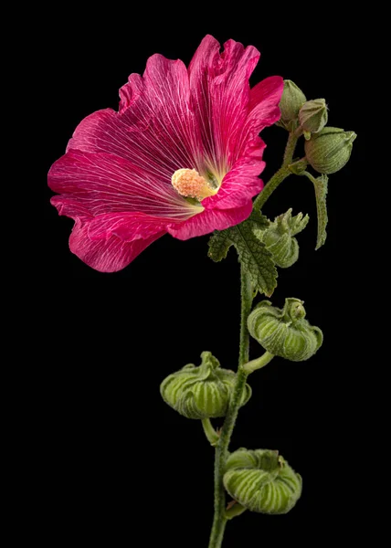 Flor Roja Malva Aislada Sobre Fondo Negro —  Fotos de Stock