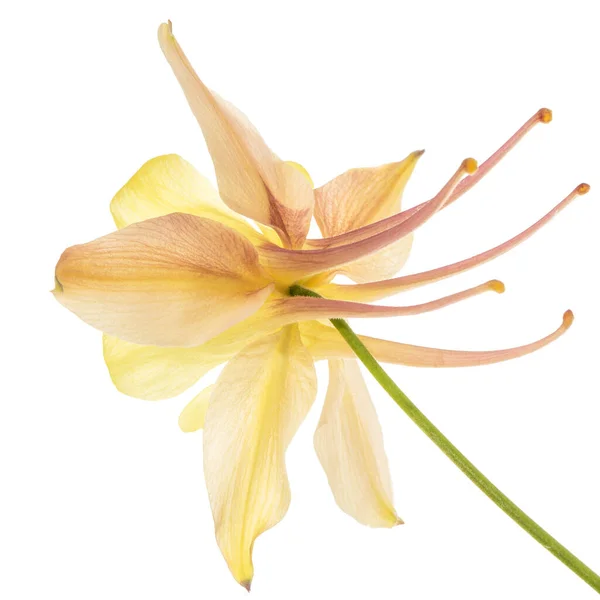 Желто Кремовый Цветок Аквилегии Цветущий Крупный План Выделенный Белой Спинке — стоковое фото