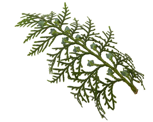 Ramo Verde Arborvitae Isolato Fondo Bianco Ramo Thuja Isolato Fondo — Foto Stock