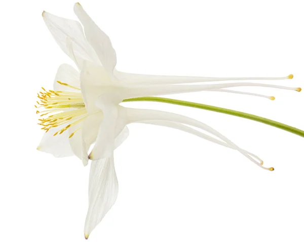 Белый Цветок Аквилегии Цветение Водосбора Крупным Планом Изолированный Белом Фоне — стоковое фото