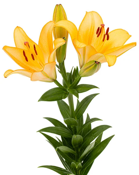 Blume Der Gelben Lilie Isoliert Auf Weißem Hintergrund — Stockfoto