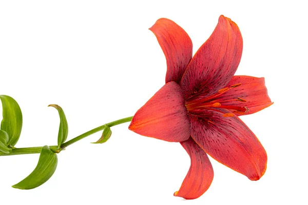 Flor Lírio Vermelho Escuro Isolado Sobre Fundo Branco — Fotografia de Stock