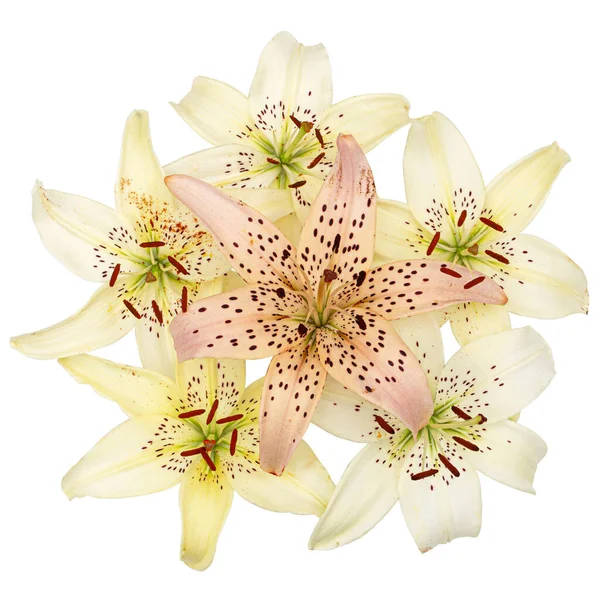 Composition Lily Flowerse Isolated White Background Clipping Path — Stock Photo, Image