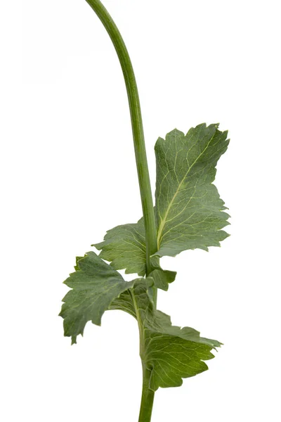 Hojas Amapola Lat Papaver Aislado Sobre Fondo Blanco —  Fotos de Stock