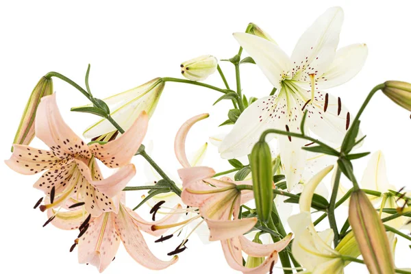 Bouquet Lily Flower Isolated White Background — Stock Photo, Image