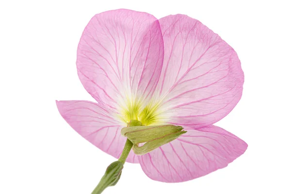 Pembe Akşam Çiçeği Lattır Oenothera Beyaz Arka Planda Izole — Stok fotoğraf