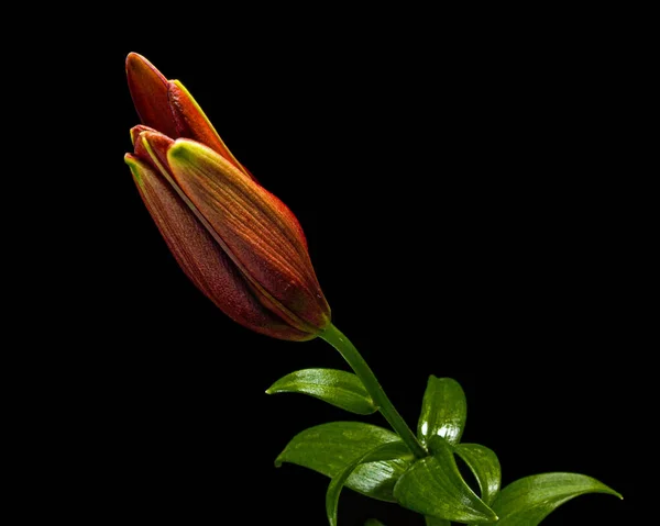 Цветок Темно Красной Лилии Изолированные Черном Фоне — стоковое фото