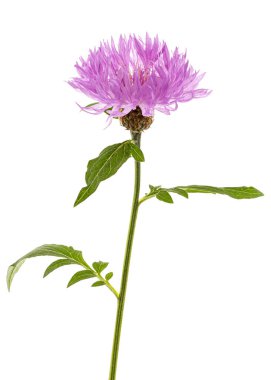 Çiçek çiçeği, lattır. Centaurea, beyaz arkaplanda izole edilmiş.