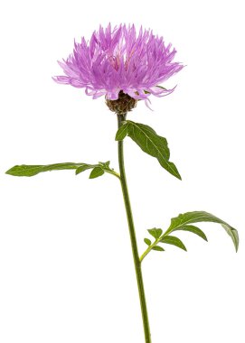 Çiçek çiçeği, lattır. Centaurea, beyaz arkaplanda izole edilmiş.
