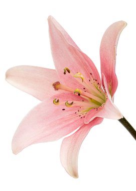 Pembe zambak çiçeği, beyaz arka planda izole.