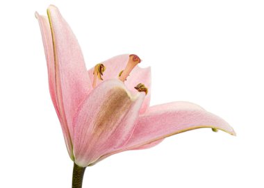 Pembe zambak çiçeği, beyaz arka planda izole.