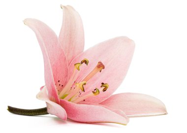 Pembe zambak çiçeği, beyaz arka planda izole.