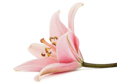 Pembe zambak çiçeği, beyaz arka planda izole.