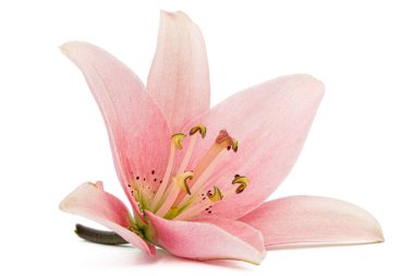 Pembe zambak çiçeği, beyaz arka planda izole.