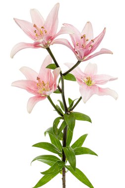 Açık pembe zambak çiçeği, beyaz arkaplanda izole edilmiş.