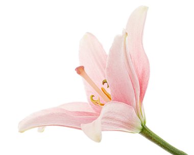 Açık pembe zambak çiçeği, beyaz arkaplanda izole edilmiş.