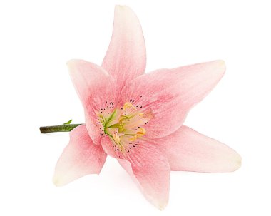 Açık pembe zambak çiçeği, beyaz arkaplanda izole edilmiş.