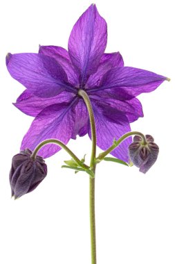 Aquilegia 'nın mor çiçeği, Yaklaşma çiçeği, yakın plan, beyaz arka grubunda izole