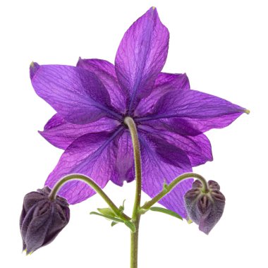 Aquilegia 'nın mor çiçeği, Yaklaşma çiçeği, yakın plan, beyaz arka grubunda izole