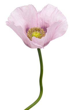 Gül haşhaşı çiçeği, lattır. Papaver, beyaz arkaplanda izole