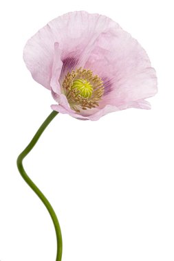 Gül haşhaşı çiçeği, lattır. Papaver, beyaz arkaplanda izole