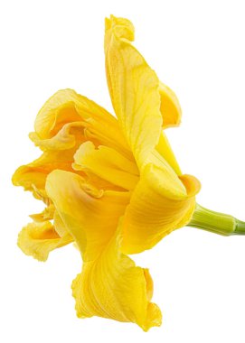 Sarı zambak çiçeği, zambak çiçeği, beyaz arka planda izole.