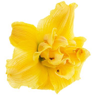 Sarı zambak çiçeği, zambak çiçeği, beyaz arka planda izole.