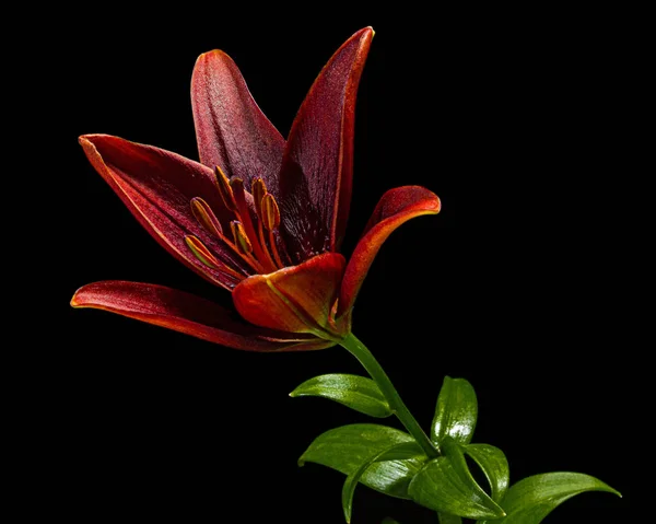 黒い背景に孤立した濃紅色のユリの花 — ストック写真