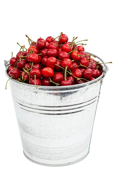 Harvest Ripe Cherries Bucket Isolated White Background — Stock Photo, Image