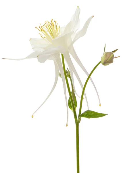 Белый Цветок Аквилегии Цветение Водосбора Крупным Планом Изолированный Белом Фоне — стоковое фото