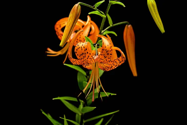 Fleur Fleurie Lis Orange Isolée Sur Fond Noir — Photo