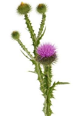 Devedikeni çiçeği, Lat. Carduus, beyaz arkaplanda izole