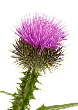 Devedikeni çiçeği, Lat. Carduus, beyaz arkaplanda izole