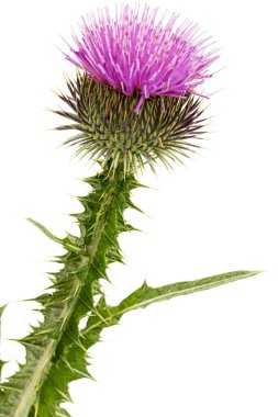 Devedikeni çiçeği, Lat. Carduus, beyaz arkaplanda izole