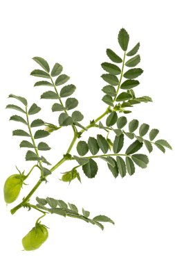 Yeşil yapraklar ve bezelye kabukları, beyaz arkaplanda izole edilmiş.