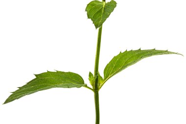 Yeşil nane yaprağı, beyaz sırtüstü izole edilmiş