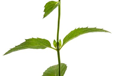 Yeşil nane yaprağı, beyaz sırtüstü izole edilmiş