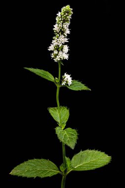 Çiçekli nane filizi, siyah arkaplanda izole.