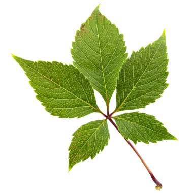 Kızsal üzümlerden yeşil yaprak (lat. Partenocissus quinquefolia), beyaz arkaplanda izole edilmiş