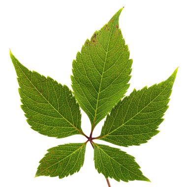 Kızsal üzümlerden yeşil yaprak (lat. Partenocissus quinquefolia), beyaz arkaplanda izole edilmiş