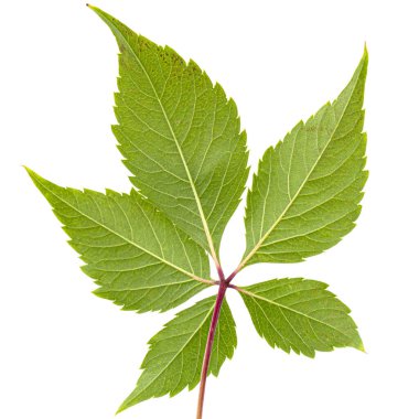 Kızsal üzümlerden yeşil yaprak (lat. Partenocissus quinquefolia), beyaz arkaplanda izole edilmiş