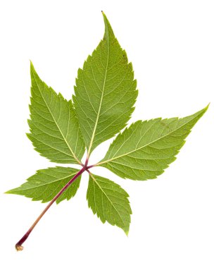 Kızsal üzümlerden yeşil yaprak (lat. Partenocissus quinquefolia), beyaz arkaplanda izole edilmiş