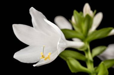 Hosta 'nın çiçek açan beyaz çiçeği, ayrıca Funkia, kuşkonmaz (lat. Kuşkonmaz), siyah arkaplanda