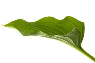 Hosta çiçeğinin yeşil yaprağı, ayrıca Funkia, kuşkonmaz (lat. Kuşkonmaz), beyaz arkaplanda