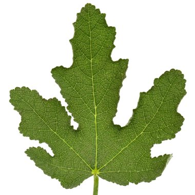 Beyaz arka planda izole edilmiş yeşil yosun yaprağı.