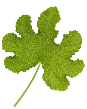 Beyaz arka planda izole edilmiş yeşil yosun yaprağı.