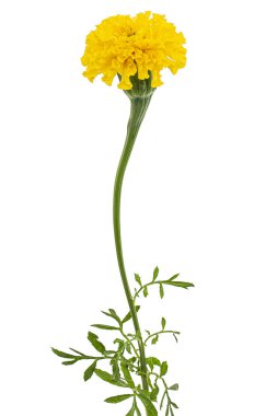 Kadife çiçekleri (lat. Etiketler), beyaz arkaplanda izole