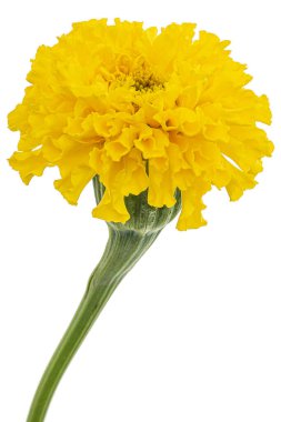 Kadife çiçekleri (lat. Etiketler), beyaz arkaplanda izole